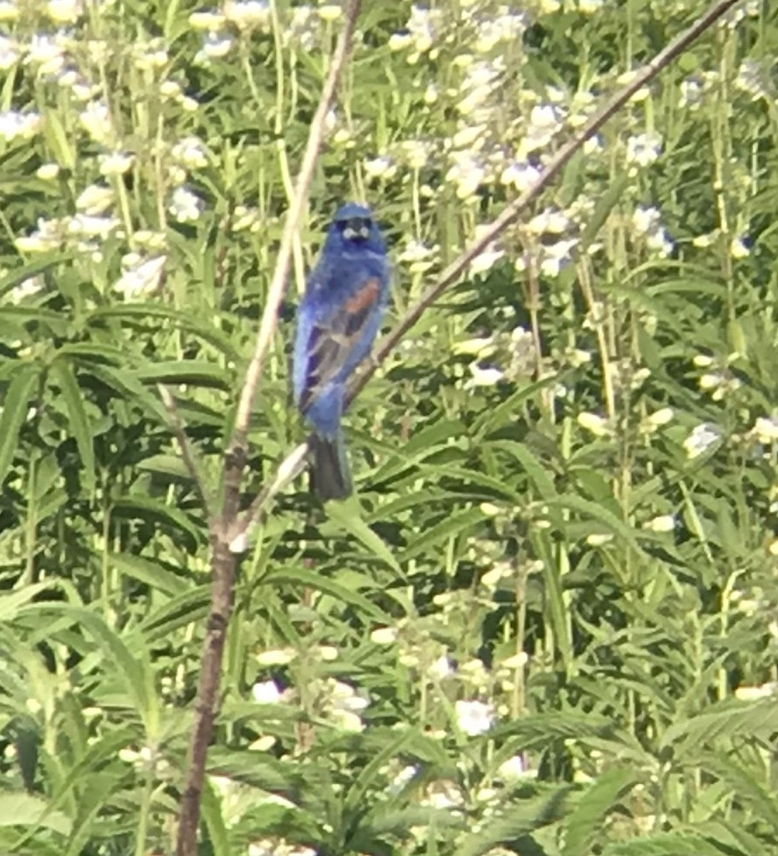 Blue Grosbeak - ML578788731