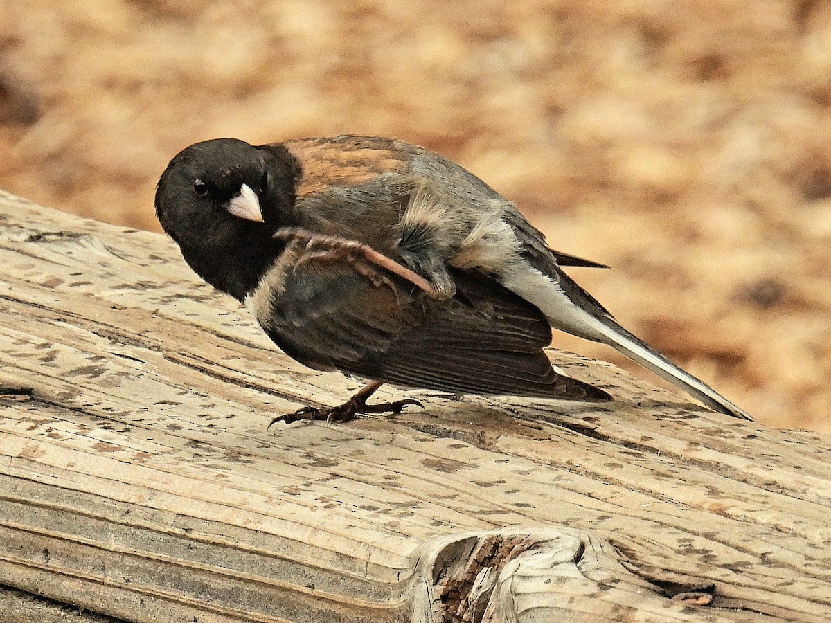 Junco Ojioscuro (grupo oreganus) - ML578789211