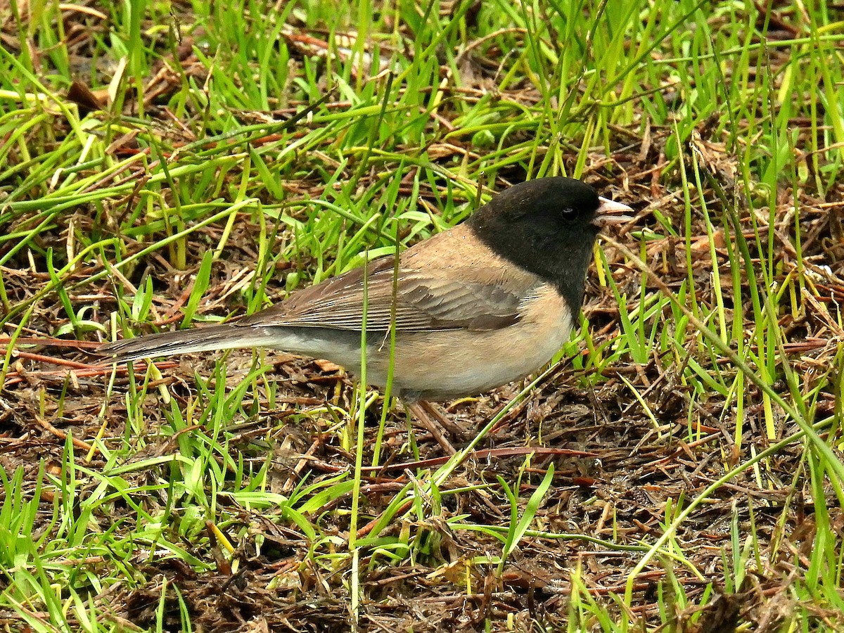 Junco Ojioscuro (grupo oreganus) - ML578789221