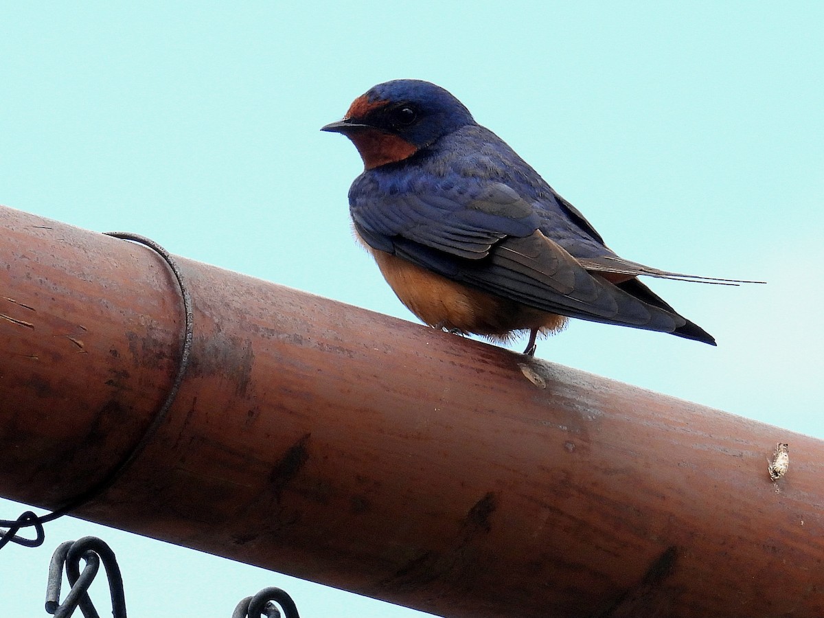 Barn Swallow - Christopher Whiteley