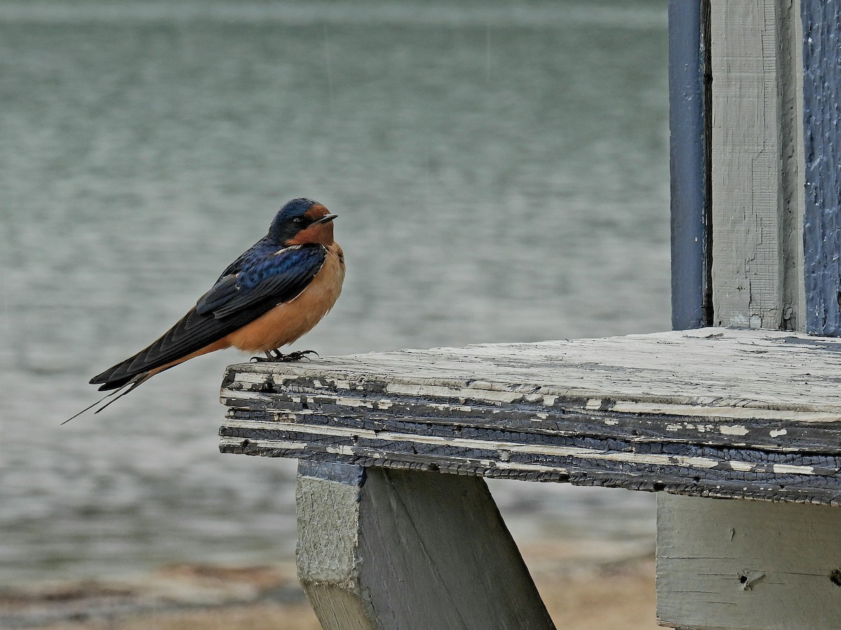 Golondrina Común - ML578789421