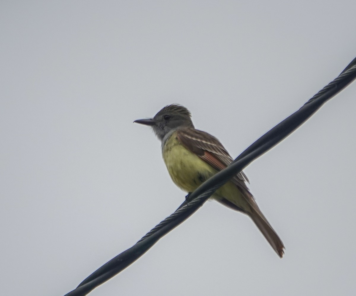 Great Crested Flycatcher - ML578791571