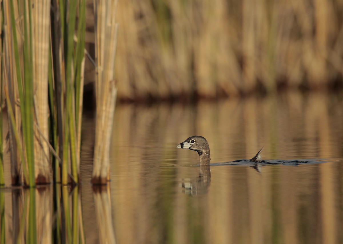 Pied-billed Grebe - ML57879181