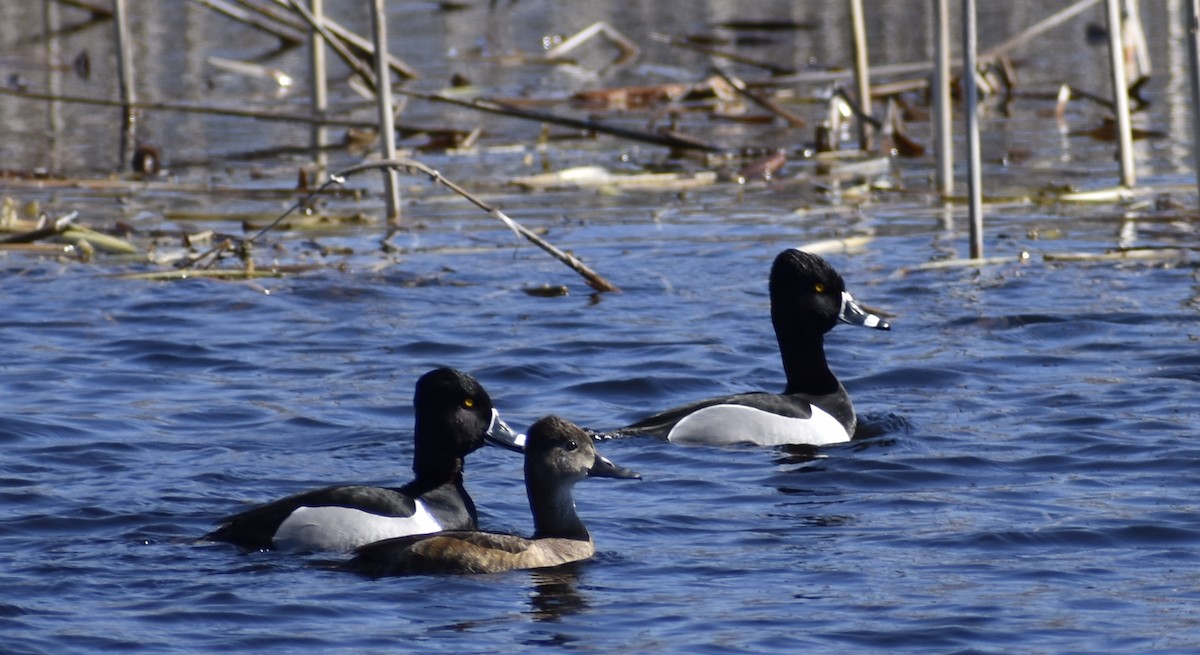 Ring-necked Duck - ML578791921