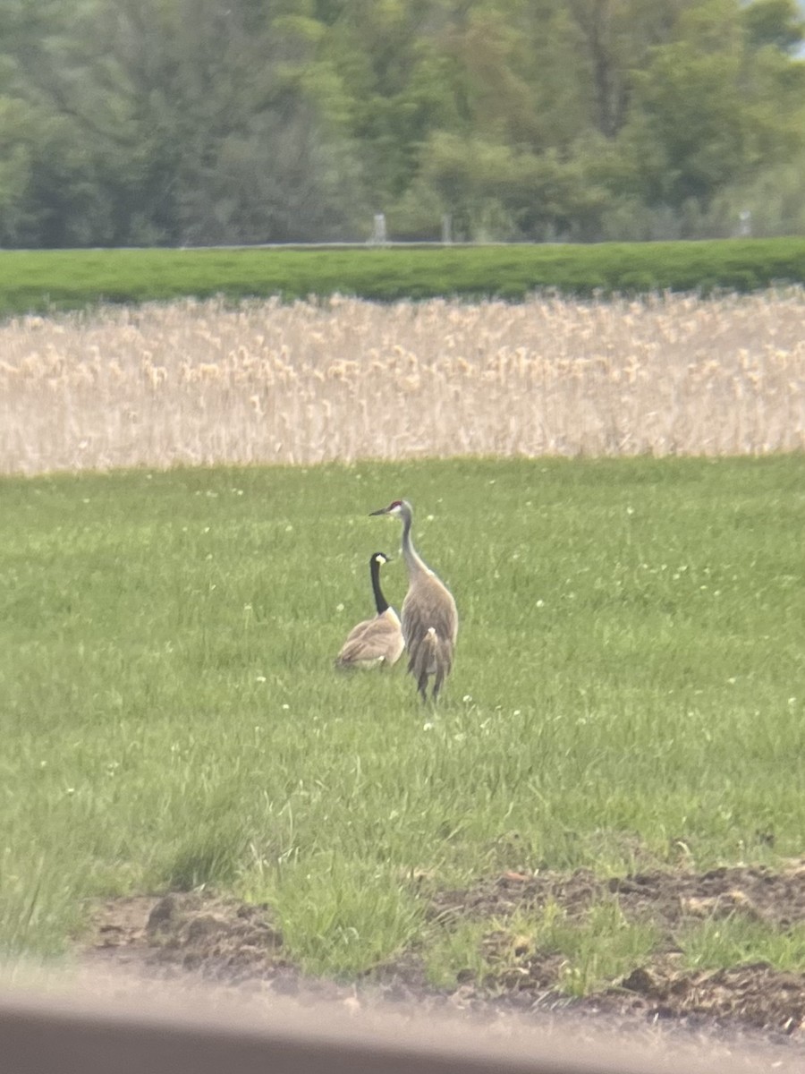 Sandhill Crane - ML578792061