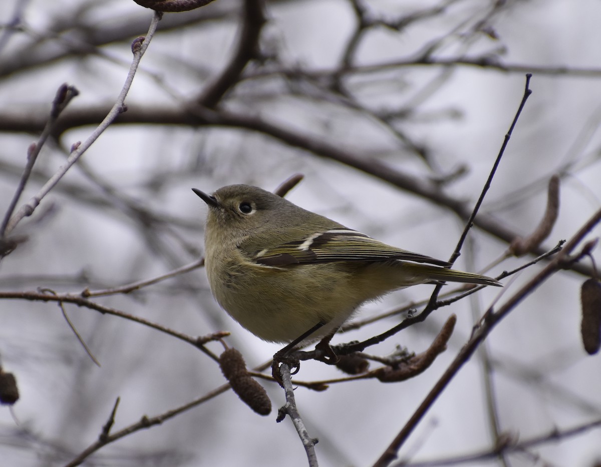 Ruby-crowned Kinglet - Matthew D'Angelo