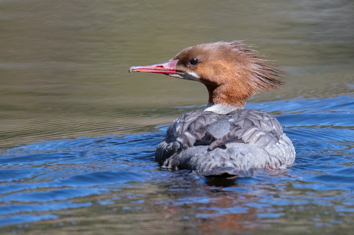 Common Merganser - ML578794301