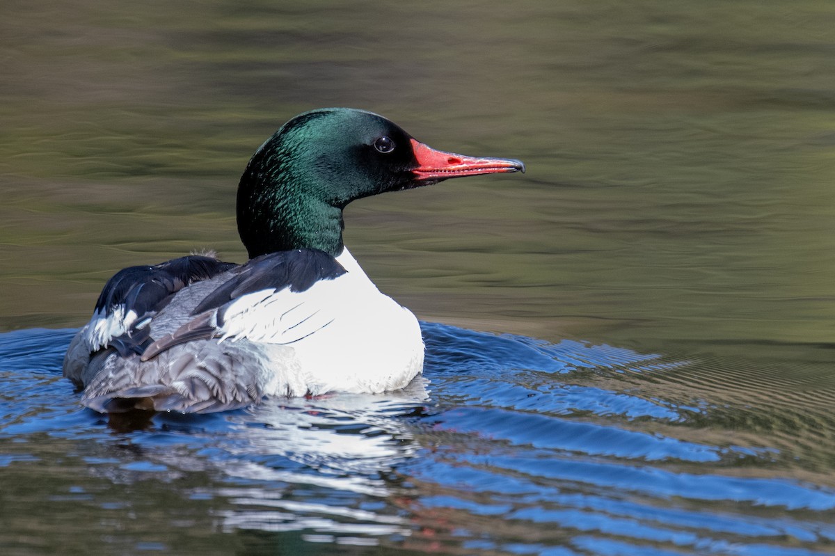 Common Merganser - ML578794311