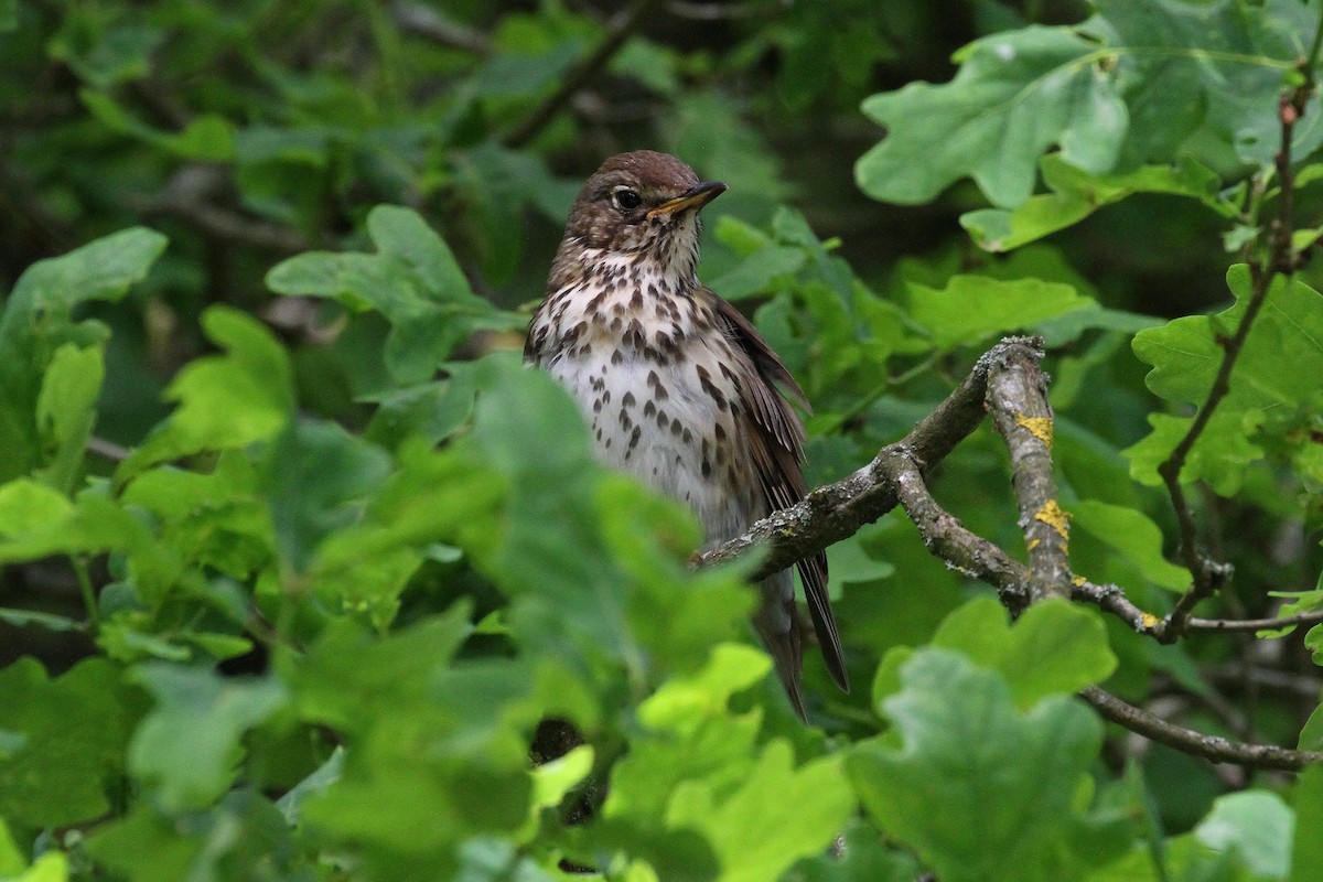 Song Thrush - ML578794541