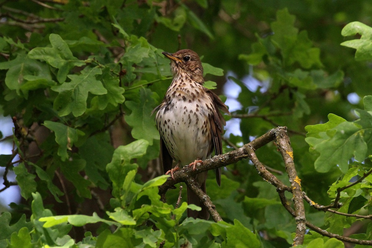 Song Thrush - ML578794551