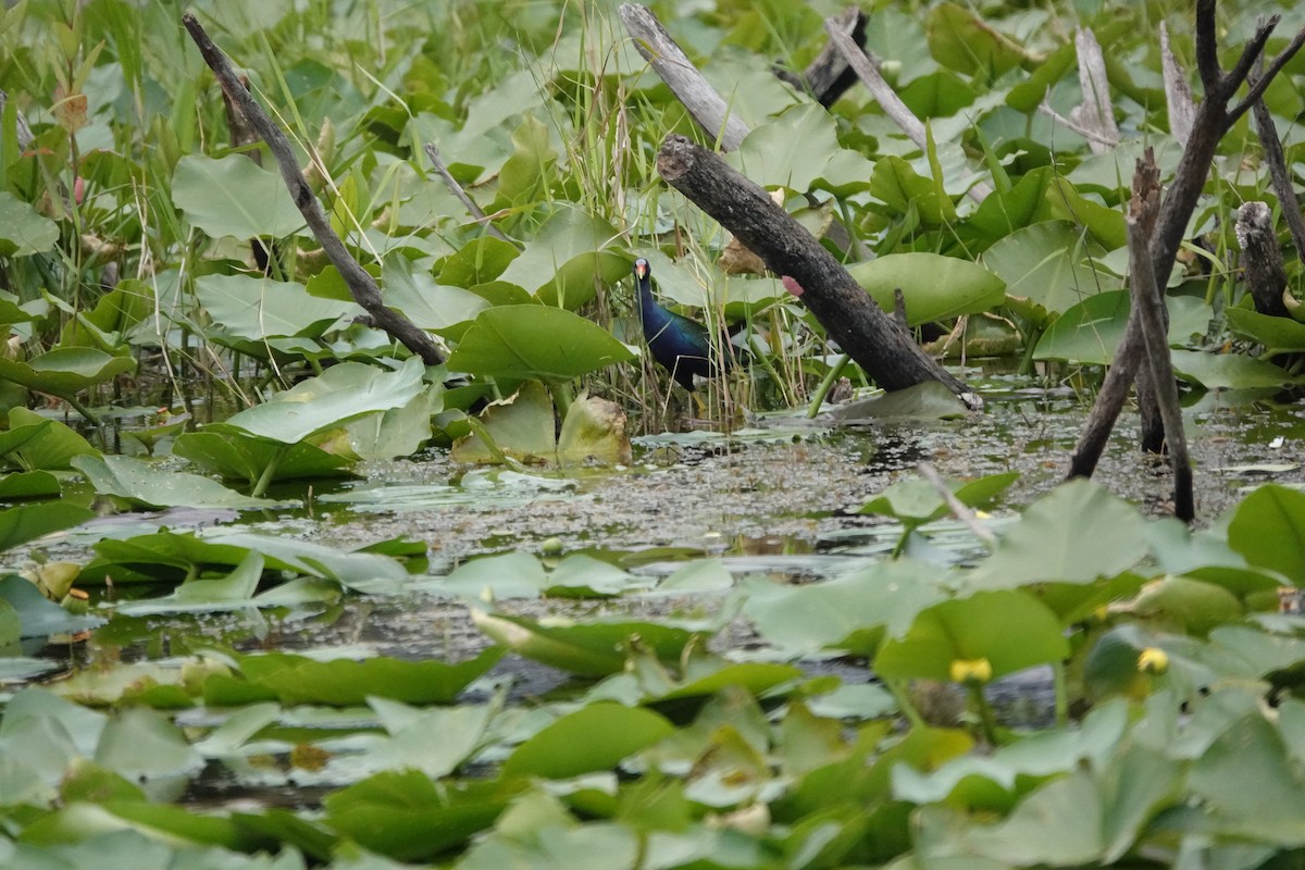 Purple Gallinule - ML578796611