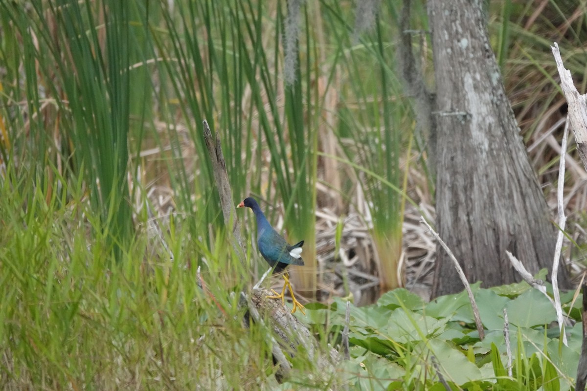 Purple Gallinule - ML578796621