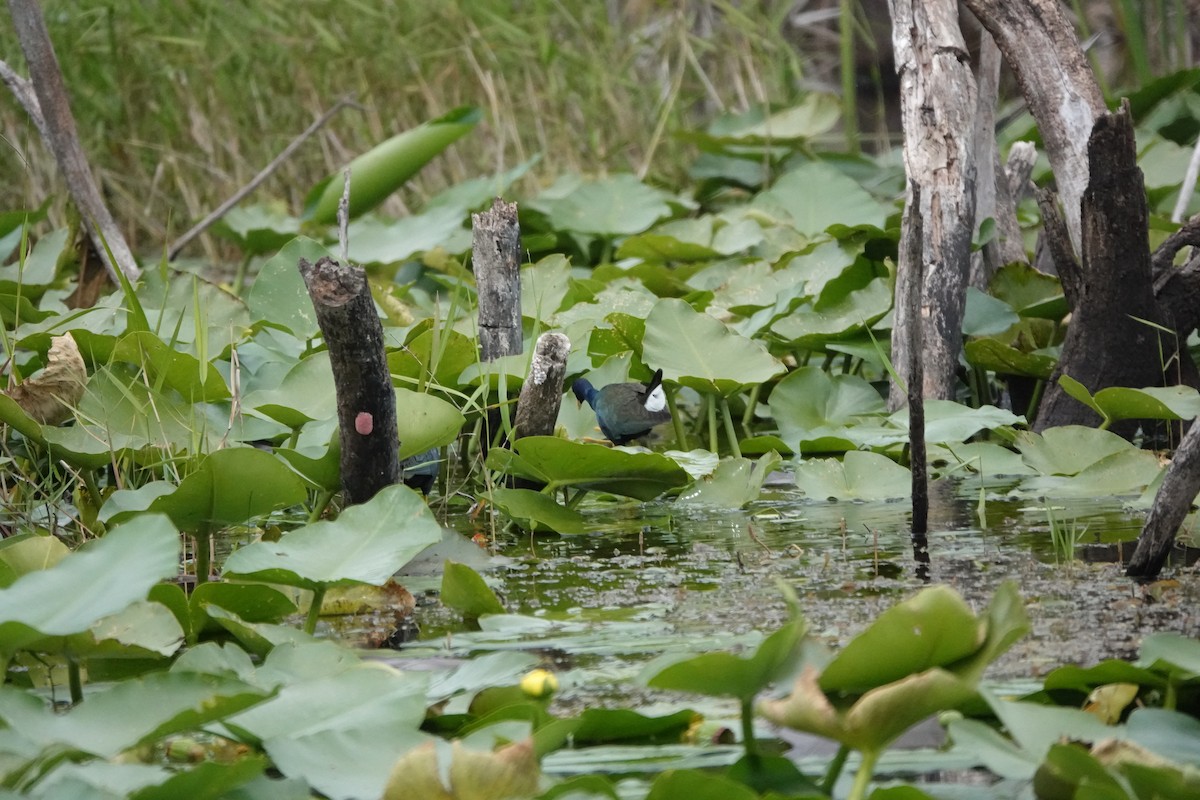 Purple Gallinule - ML578796631