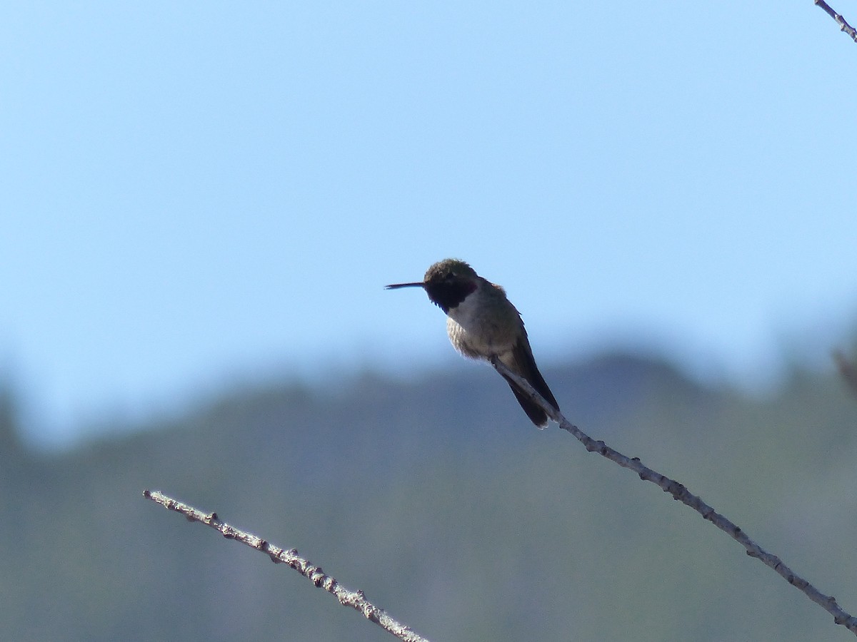 Broad-tailed Hummingbird - ML578796781