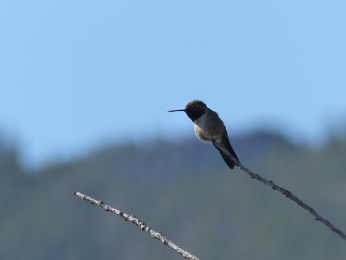Broad-tailed Hummingbird - ML578796821