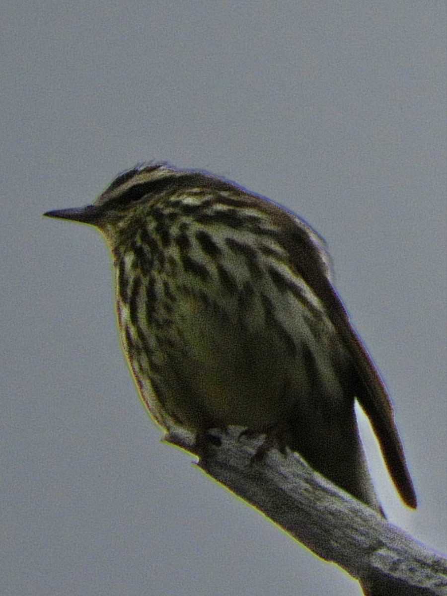 Northern Waterthrush - ML578797001
