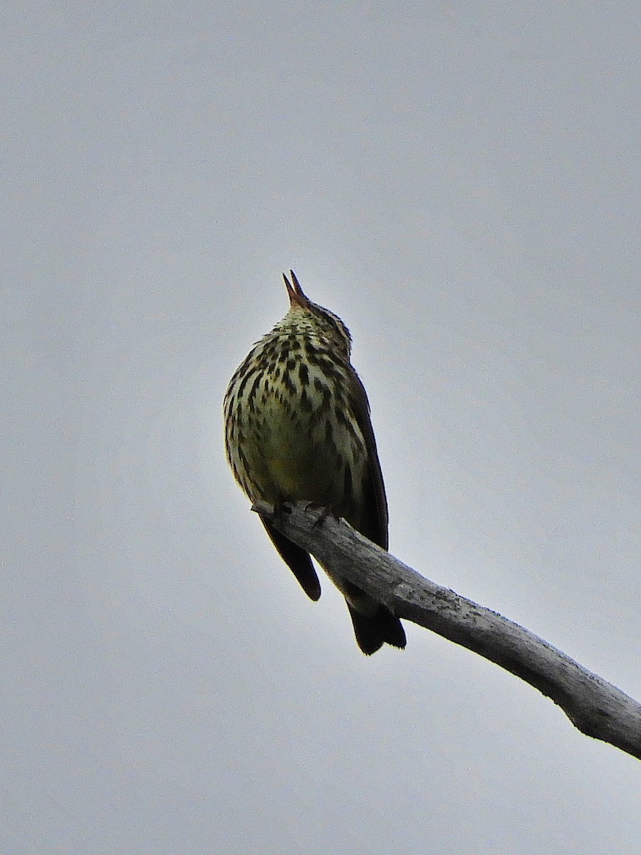 Northern Waterthrush - ML578797011