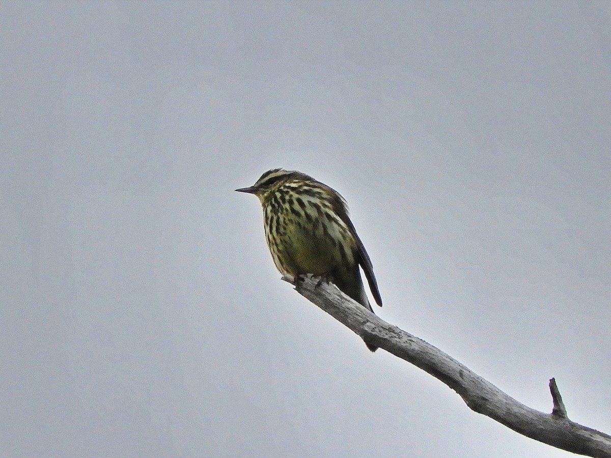 Northern Waterthrush - ML578797021