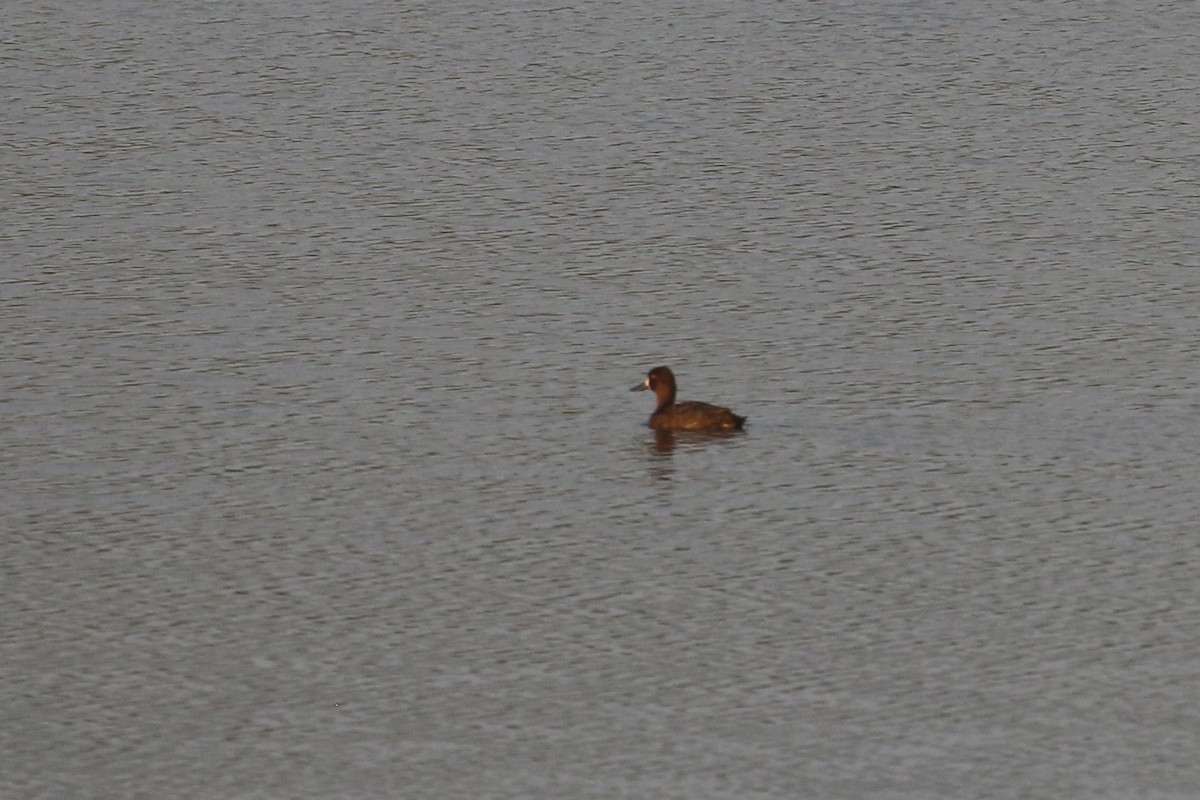 Lesser Scaup - ML578797071