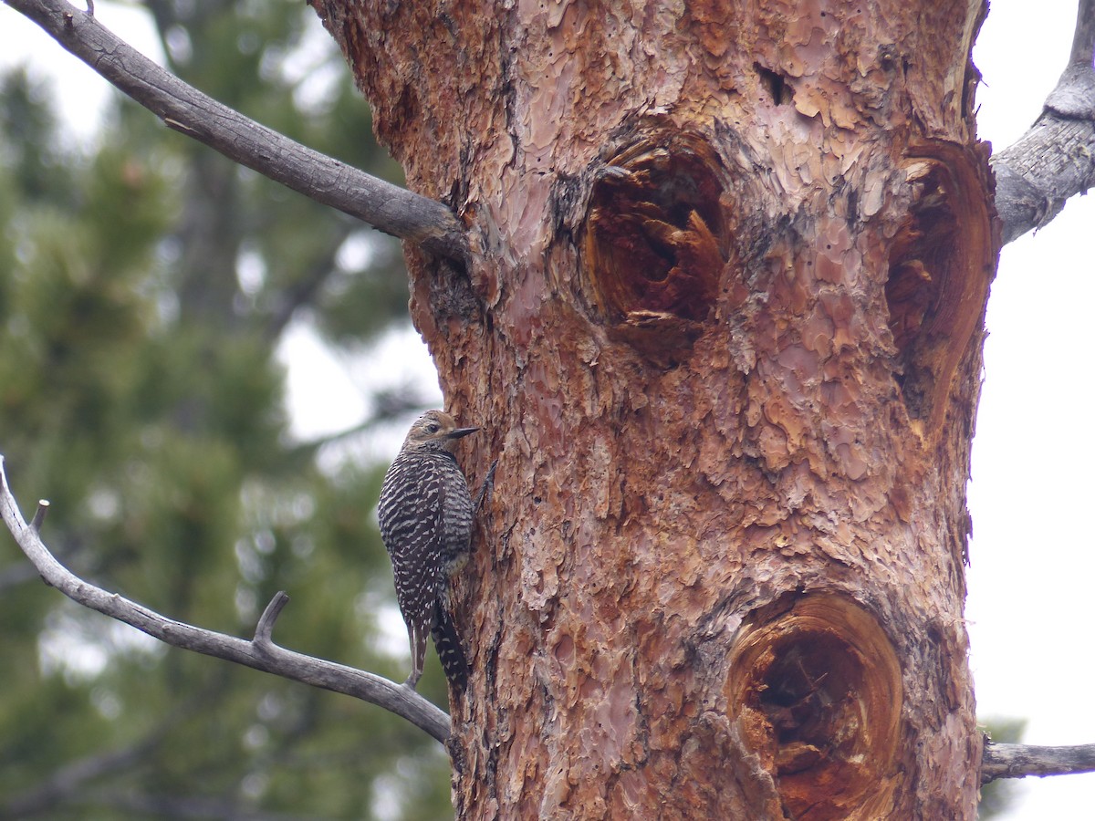 Williamson's Sapsucker - ML578798721