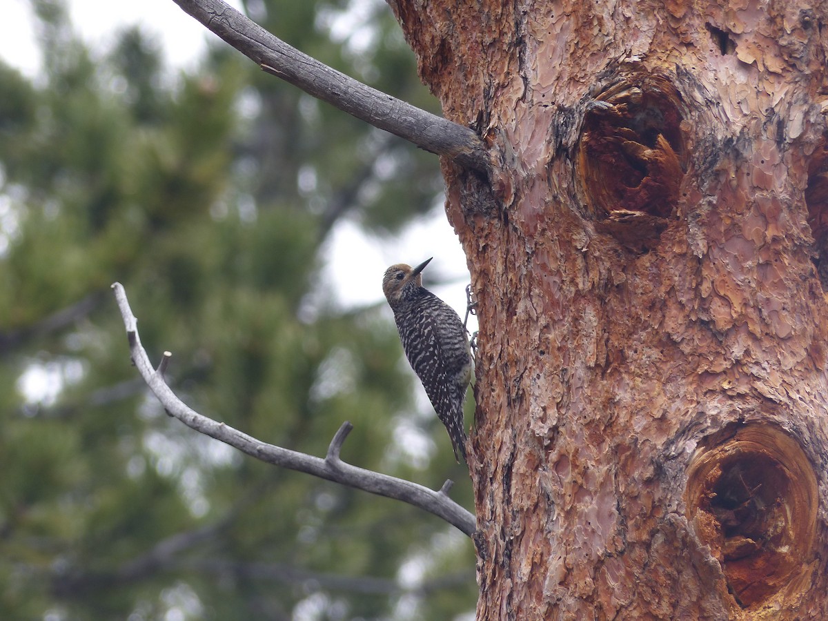 Williamson's Sapsucker - ML578798841