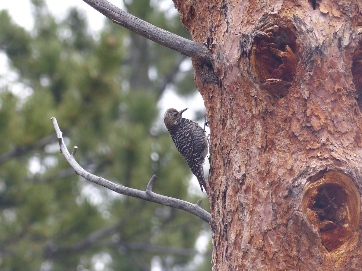 Williamson's Sapsucker - ML578798921