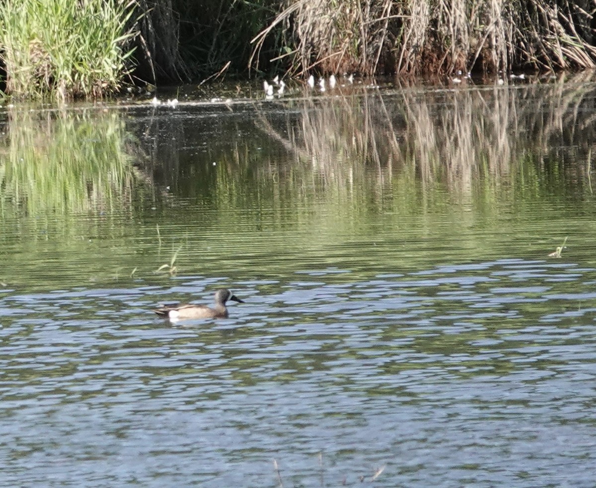 Blue-winged Teal - ML578798941