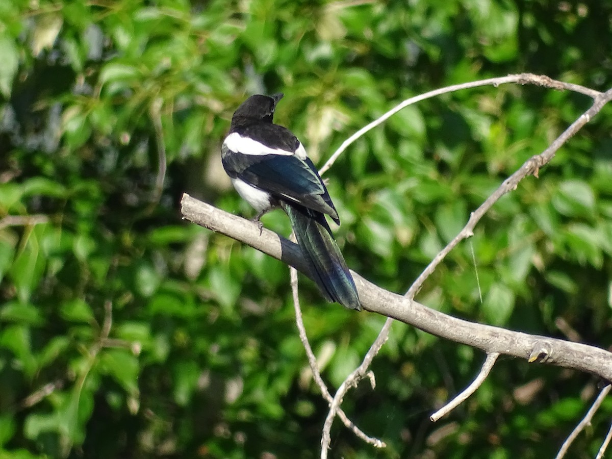 Black-billed Magpie - ML578799051