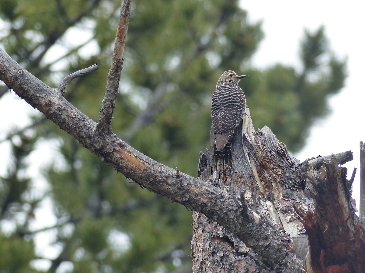 Williamson's Sapsucker - ML578799101