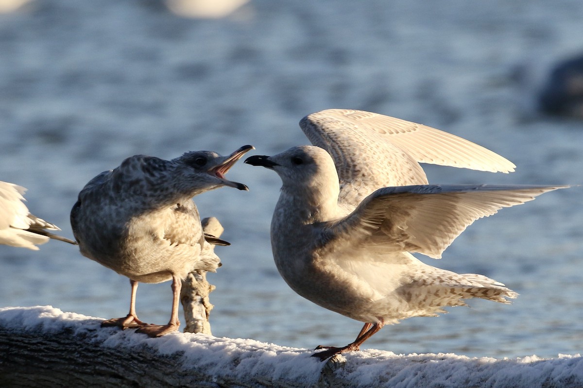 Iceland Gull (kumlieni) - ML578799161