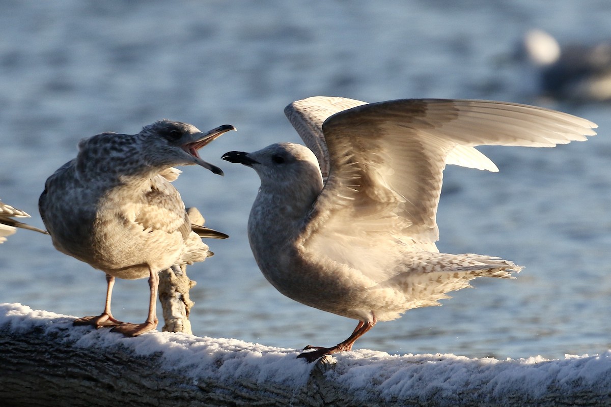 Iceland Gull (kumlieni) - ML578799171