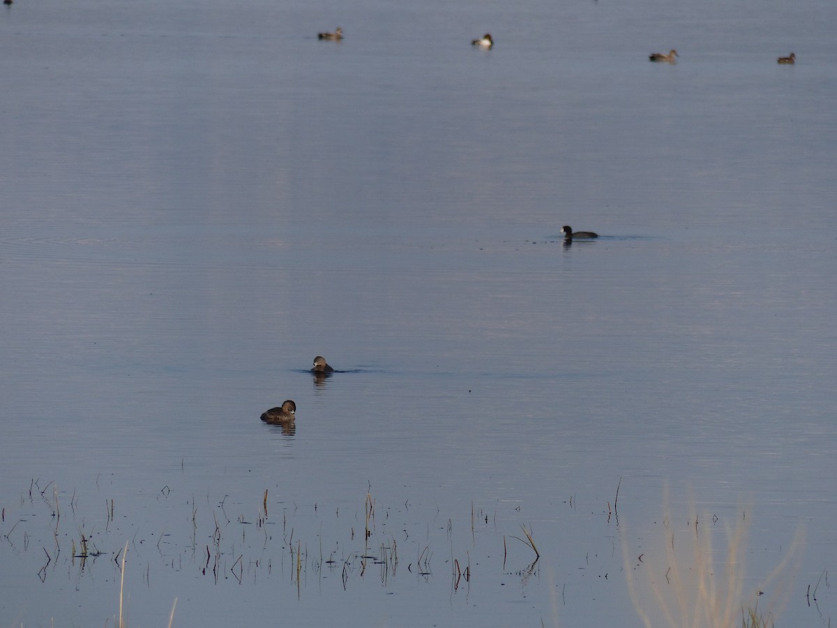 Pied-billed Grebe - ML578799641