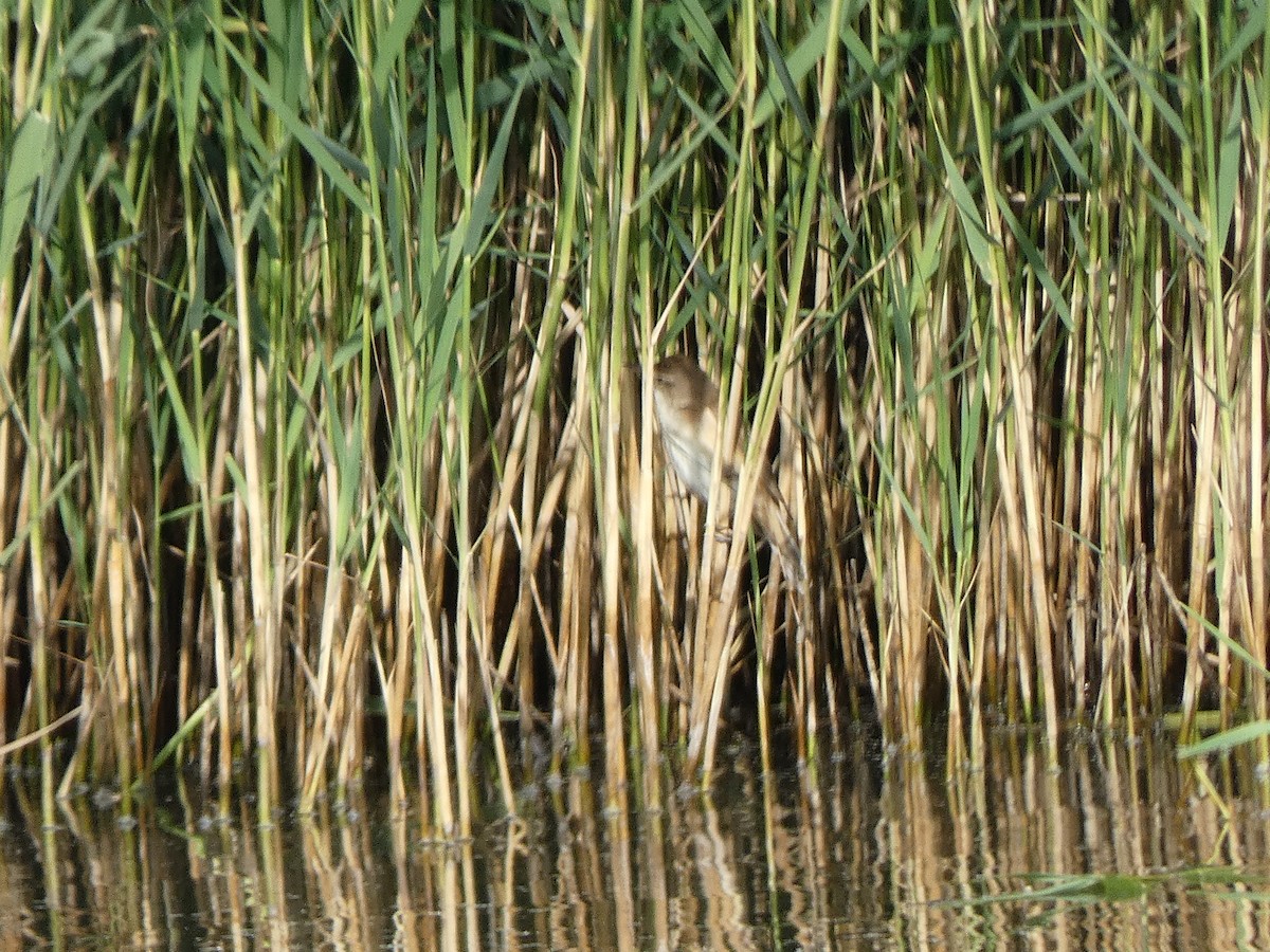 Great Reed Warbler - ML578799771