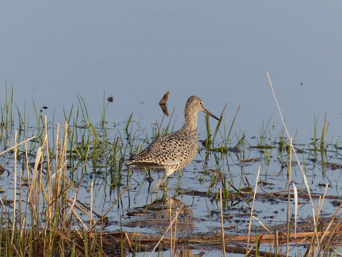 Willet - ML578799931