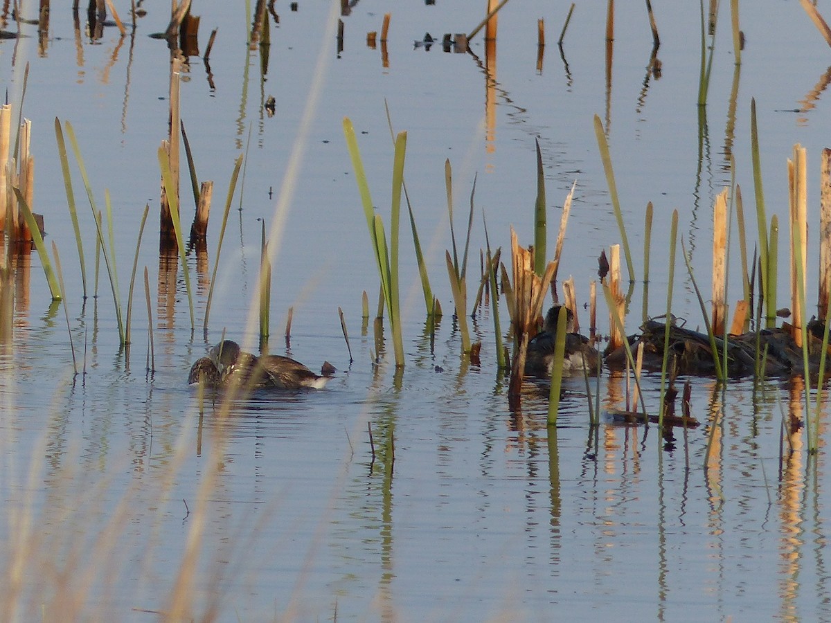 Pied-billed Grebe - ML578799981