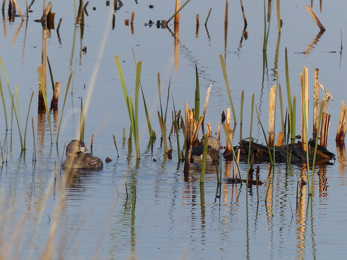 Pied-billed Grebe - Kai Victor