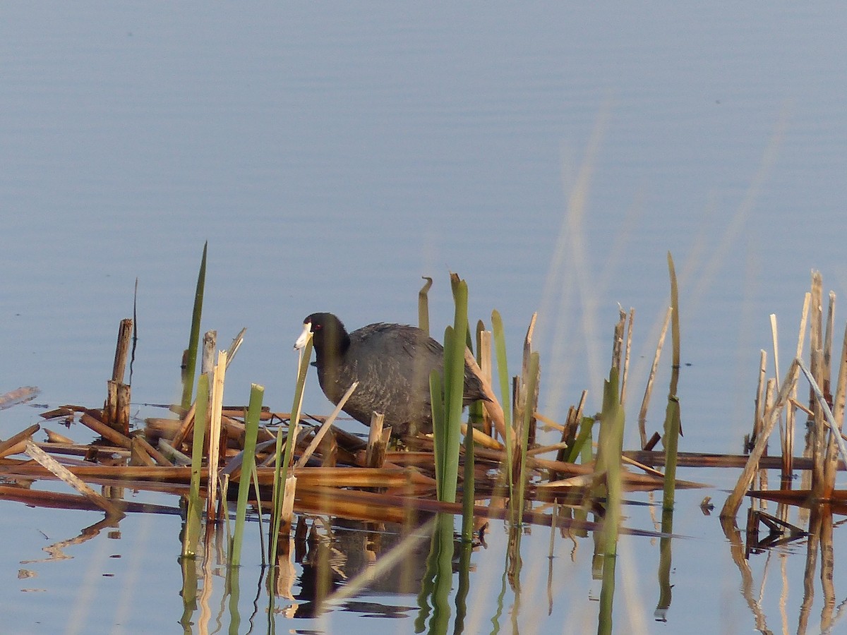 American Coot - ML578800061