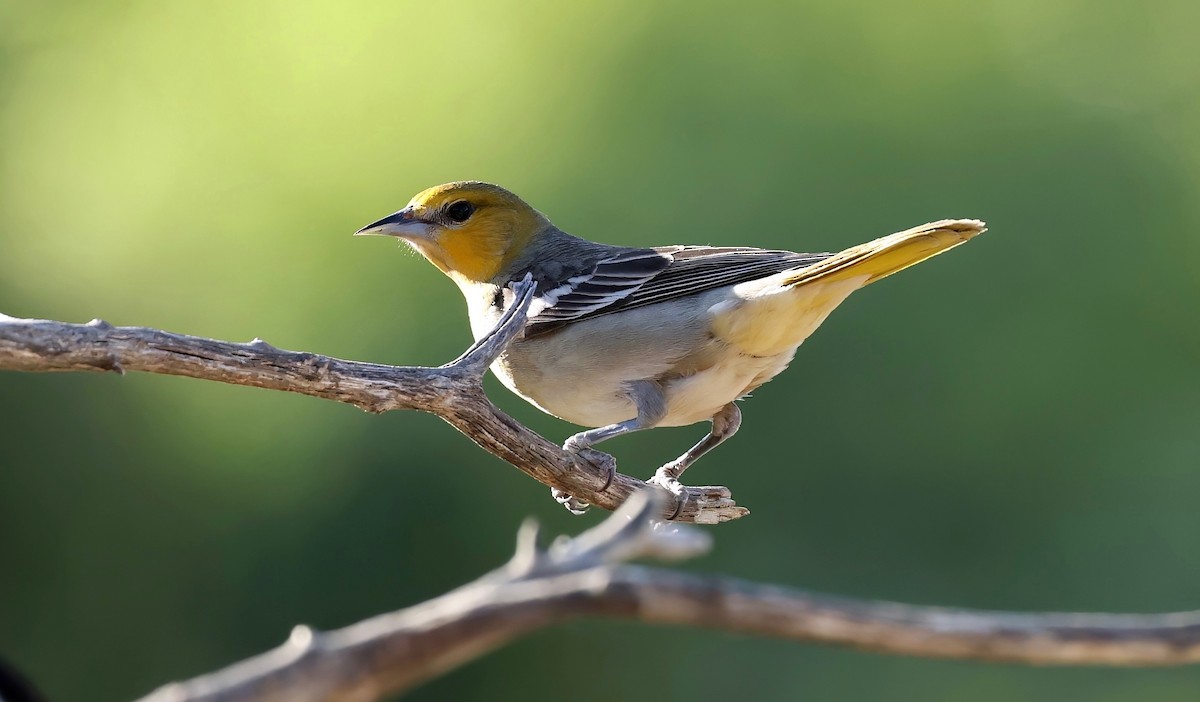 Bullock's Oriole - Grace Simms  🐦‍⬛