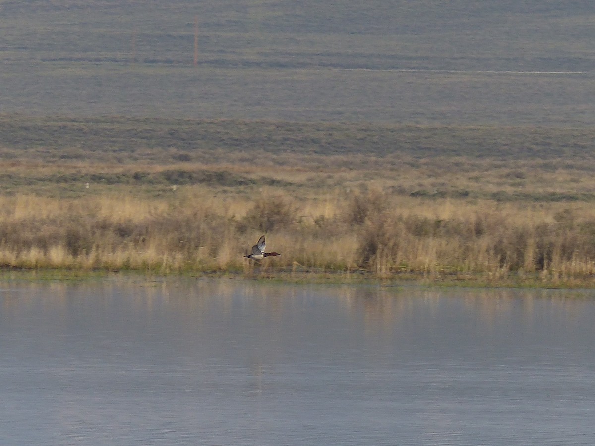 Canvasback - ML578800111