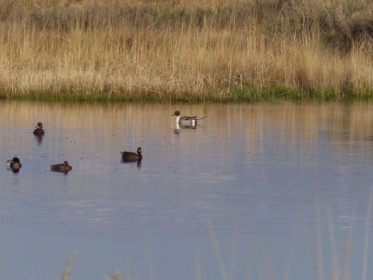 Northern Pintail - Kai Victor