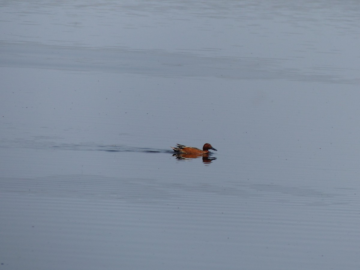 Cinnamon Teal - ML578800561