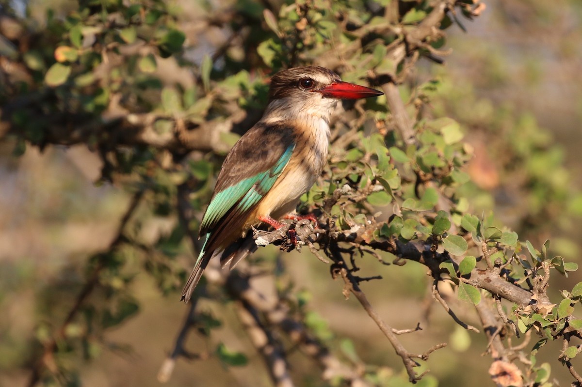 Brown-hooded Kingfisher - Anne Goff