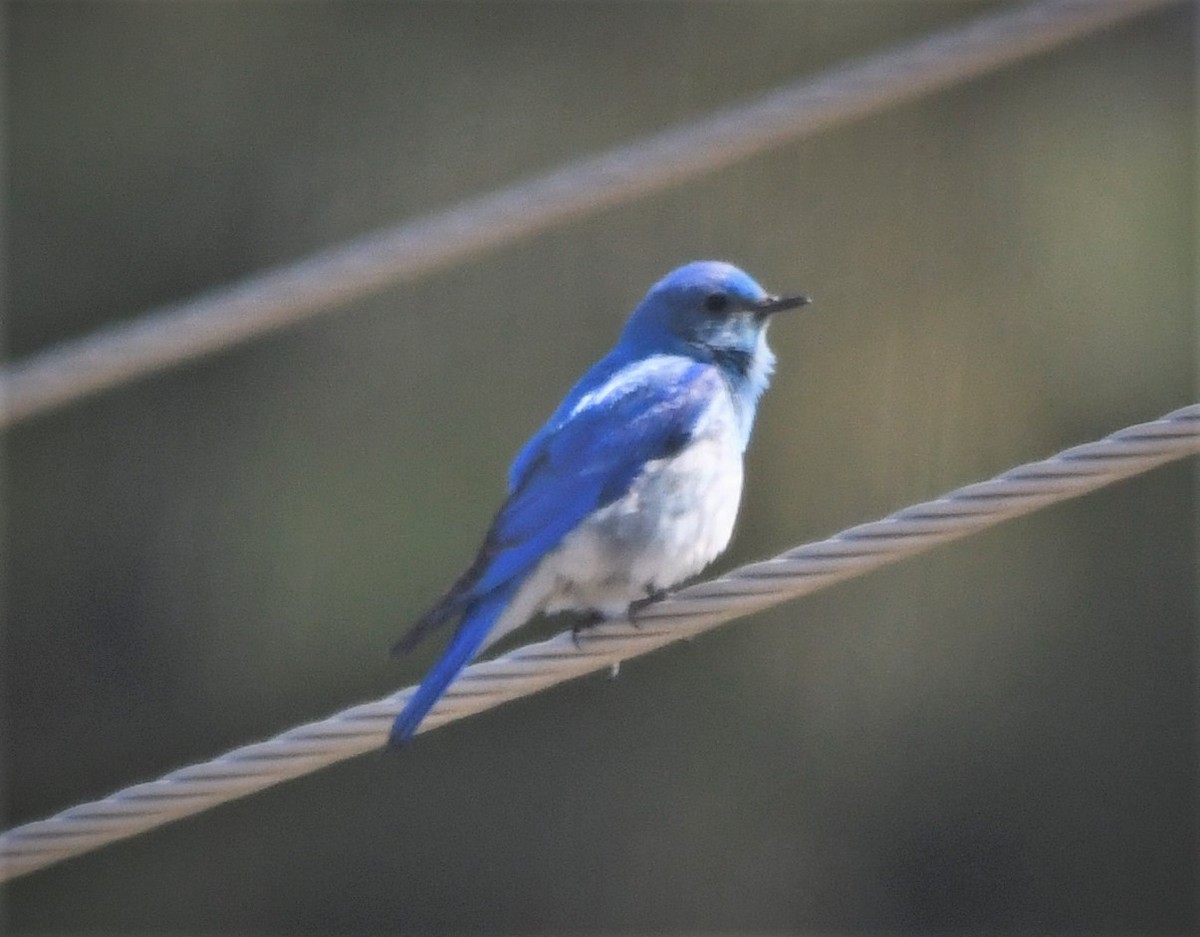 Mountain Bluebird - ML578802531