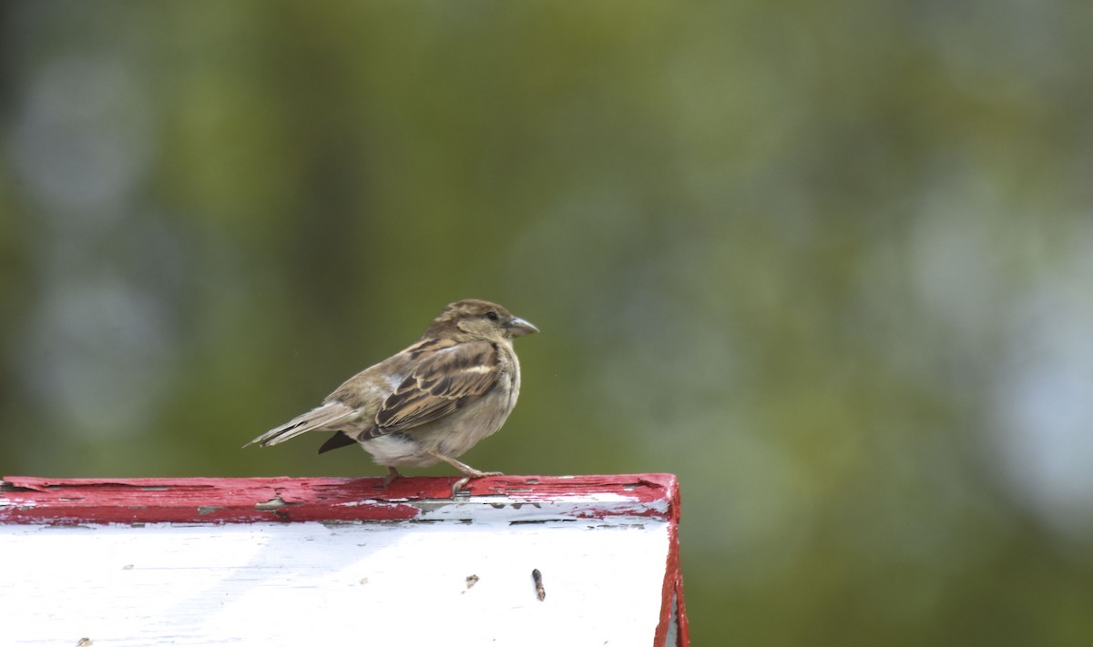 House Sparrow - ML578803031