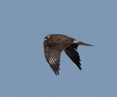 White-tailed Hawk - ML578803401