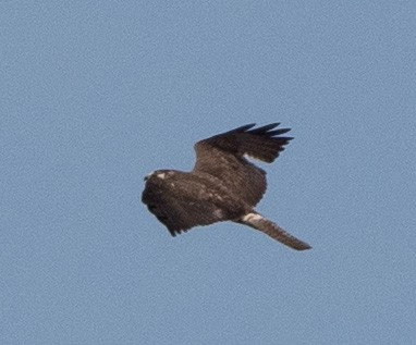 White-tailed Hawk - ML578803411