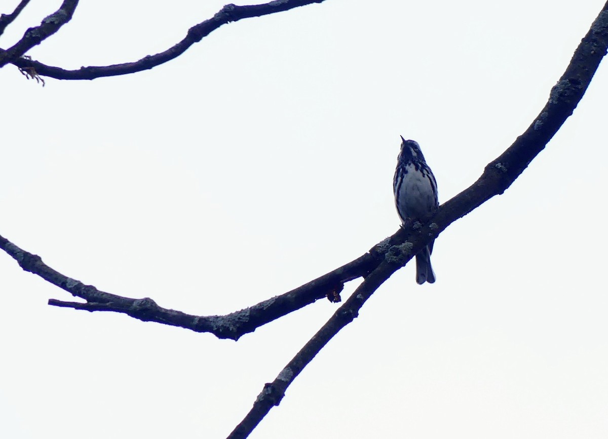 Black-and-white Warbler - ML578803441