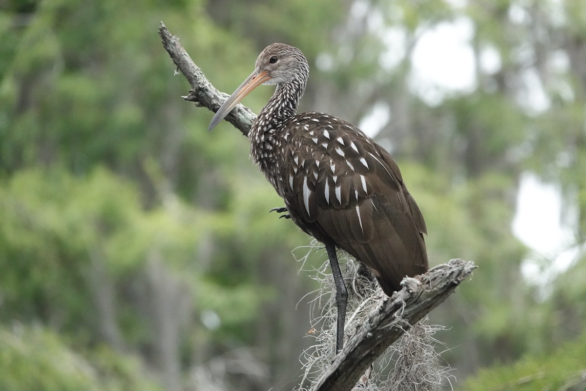 Limpkin - ML578803531