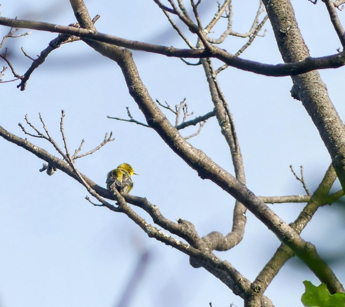 Pine Warbler - Cass C