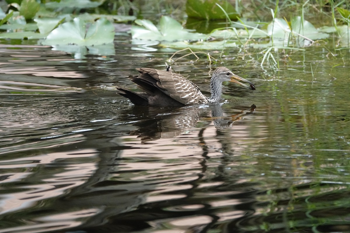 Limpkin - ML578804361